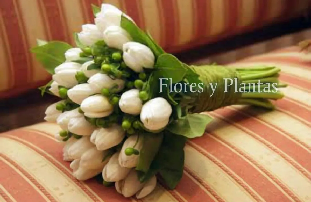 Flores y Plantas