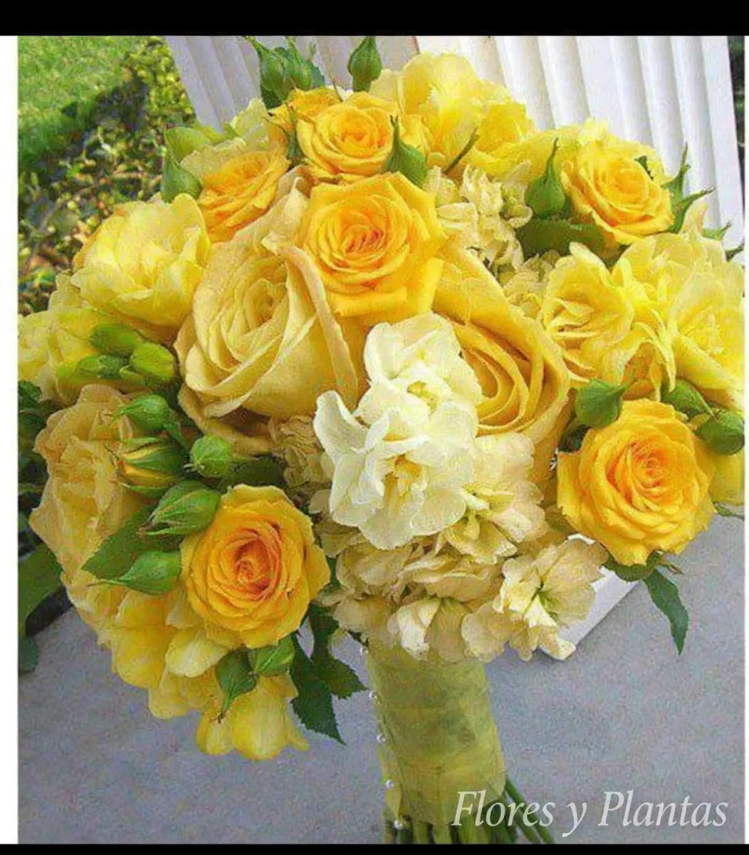Flores y Plantas