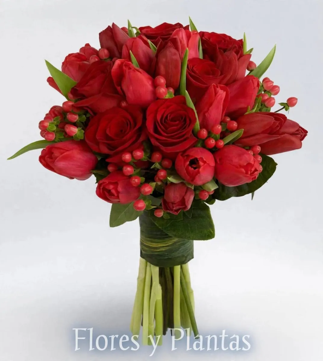 Flores y Plantas