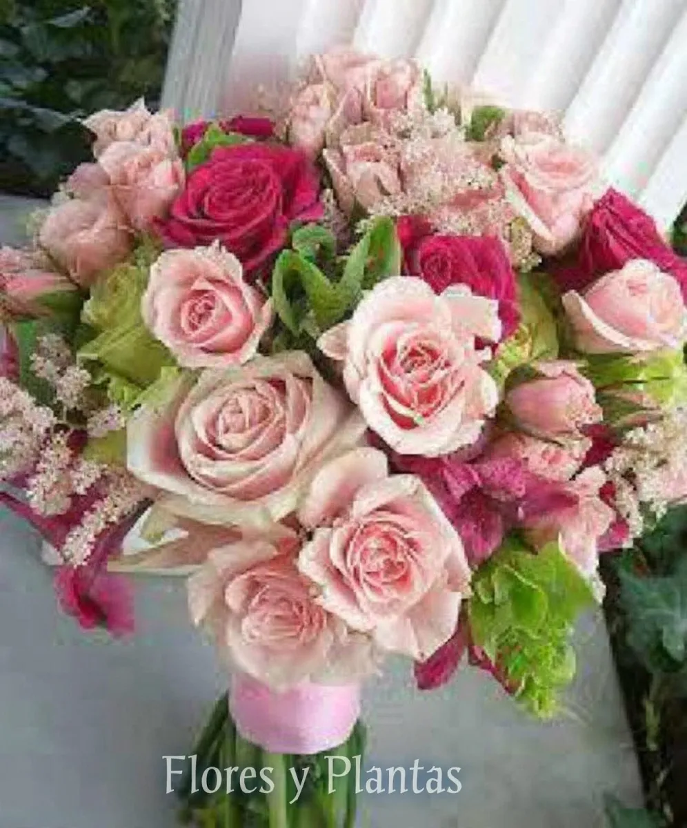 rosa